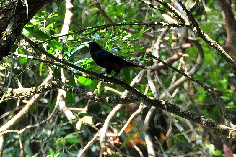 Waglers Oropendola